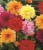 Dahlia Mixed Bulbs Perspective: back