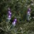 Northlight 100-Count Purple LED Mini Christmas Lights, 33ft Green Wire Perspective: back