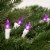 Northlight 50 Purple LED Mini Christmas Lights - 16.25 ft White Wire Perspective: back