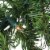 Northlight 9' x 8 Pre-Lit Canadian Pine Artificial Christmas Garland, Clear Lights Perspective: back