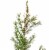 Northlight 28  Potted Frosted Pine Artificial Christmas Tree – Unlit Perspective: back