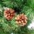 Northlight 39  Mixed Pine and Pine Cones Artificial Christmas Tree in Jute Base Perspective: back