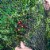 Gardens Alive! Large Premium Bird Netting Plant Protector Perspective: back