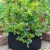 Gardens Alive! Grow Tub Growing Planter Perspective: back
