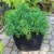 Gardens Alive! Grow Tub Growing Planter Perspective: back