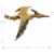 Jurassic World Dominion 12 Pteranodon Dinosaur Action Figure Perspective: back
