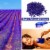 AGPtEK Purple Hard Wax Beans Hair Removal Painless Wax Warmer Waxing Beans Natural Pearl Perspective: back
