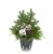 BLOOM HAUS™ Christmas Greenery in Blue Tin Planter Perspective: back