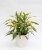 Premium Tropical Plant Perspective: back