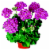 Geranium Assorted Perspective: back
