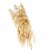 Dried Pampas Grass Perspective: back
