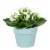 Mother's Day Fresh Kalanchoe Plant in 2.5 inch Ceramic Container Perspective: back