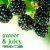 Fresh Organic Blackberries Perspective: back