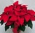 6.5" Red Poinsettia with Pot Cover Perspective: back