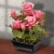 National Tree Company 10 Potted Pink Rose Flowers Perspective: back