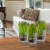 National Tree Company 3-Piece Sprout-Filled Glass Assortment Perspective: back