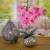 21 Potted Pink Orchid Flower Perspective: back