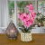 21 Pink Orchid Flower in White Basket Perspective: back