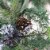 Northlight Mixed Pine with Blueberries Pine Cones and Ice Twigs Artificial Christmas Wreath - Perspective: back