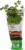 Soli Organic™ Italian Parsley Perspective: back