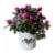 Mother's Day Fresh Azalea Plant in 4 inch Tin Perspective: back
