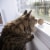 SmartyKat Catnip Kiss Compressed Catnip Ball Toys for Cats & Kitten - 5 Pack Perspective: back