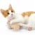 SmartyKat® Madcap Mania™ Refillable Mouse Catnip Cat Toy Perspective: back