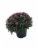 Garden Mums Outdoor Potted Plants Perspective: back