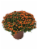 Garden Mums Potted Plant Perspective: back