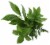 Mixed Greens Perspective: back