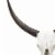 Wild & Beautiful Cow Skull, Resin- Saltoro Sherpi Perspective: back