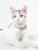 Touchcat Lucky Charms Designer Cable Necklace Cat Collar Perspective: back