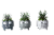 Monster Cat Assorted Succulent Potted Plants Perspective: back