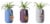 LiveTrends Harris Potted Brachycaulos Air Plant Perspective: back