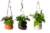 Drifter Hanging Basket Assorted Potted Plant Perspective: back