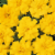 Fresh Marigold Solid Flat Perspective: back