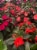 Fresh Impatiens Solid Flat Perspective: back