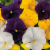 Fresh Pansy Solid Flat Perspective: back