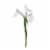 Iris Perspective: back