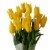 Fresh Cut Tulips Perspective: back