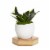 Ceramic Vase with Wood Base Potted Plant Perspective: back