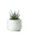 LiveTrends Woodland Succulent - Assorted Perspective: back
