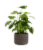 Assorted Ashima Potted Plant Perspective: back