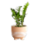 Large Boho Potted Plant - Assorted Perspective: back