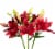 Tango-LA´s Lily Box Perspective: back