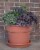 Bloem DC16-45 16 in. Dura Cotta Planter, Chocolate Perspective: back