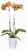 Ceramic Potted Phalaenopsis Orchids - Assorted Perspective: back