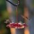 More Birds® Hummingbird Plastic Nectar Feeder Perspective: back