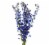 Delphinium Flowers Perspective: back