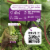 80 Acres Farms® Power Crunch Salad Blend Mix with Lettuce Kale Chard & Microgreens Perspective: back